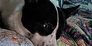 Wybee is registered to the contest to win money with this photo: animal, bedroom, black_and_white, blanket, close_up, comfort, cozy, dog, ears, floral_pattern, fur, home, indoor, knitted_blanket, nose, pet, quilt, relaxed, resting, sleepy