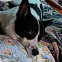 animal, bedroom, black_and_white, blanket, close_up, comfort, cozy, dog, ears, floral_pattern, fur, home, indoor, knitted_blanket, nose, pet, quilt, relaxed, resting, sleepy