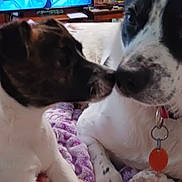 Wybee is registered to the contest to win money with this photo: animal, bed, black, blanket, brown, closeup, collar, cozy, cute, dog, friendship, furniture, indoor, nose, pet, puppy, tag, television, white, wood