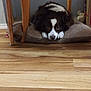 dog, brown_and_white, cushion, wooden_chair, floor, indoor, pet, resting, animal, domestic, furniture, calm, cute, looking, lying_down, cozy, relaxed, home, companion, fur