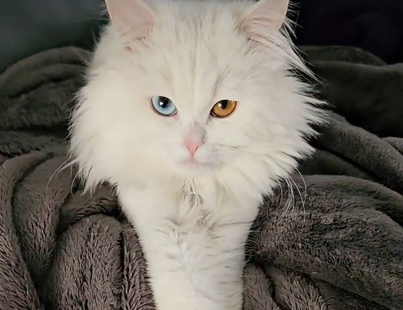 Lugo is registered to the contest to win money with this photo: british_longhair, carnivore, cat, claw, comfort, domestic_short_haired_cat, eye, felidae, fur, iris, paw, small_to_medium_sized_cats, snout, tail, whiskers, window