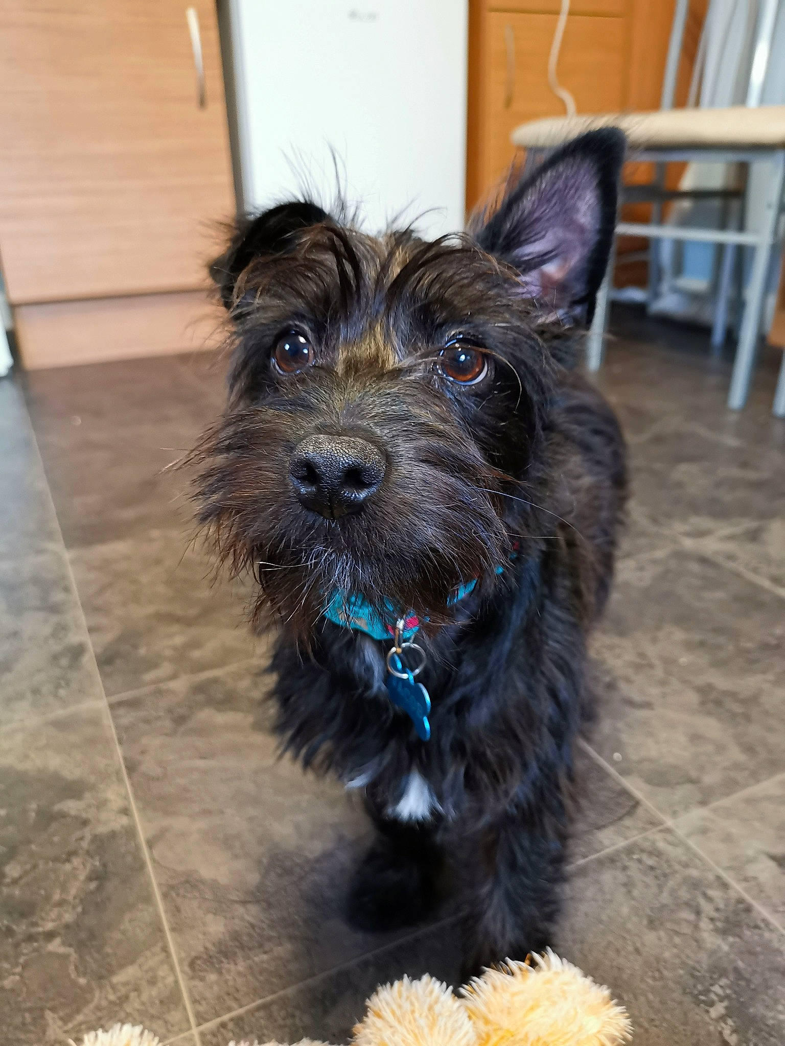 Jacob is registered to the contest to win money with this photo: australian_silky_terrier, cairn_terrier, canidae, carnivore, companion_dog, dog, dog_breed, mammal, puppy, rare_breed_dog, scottish_terrier, small_terrier, snout, sporting_group, terrier, vertebrate