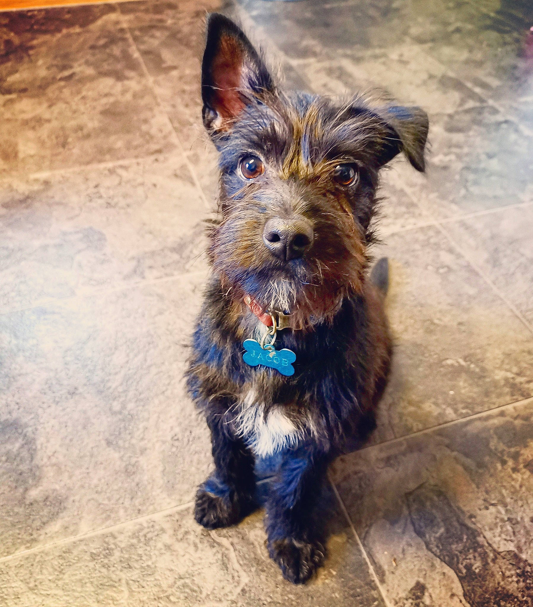 Jacob joined the competition — help win amazing prizes! australian_silky_terrier, australian_terrier, cairn_terrier, canidae, carnivore, companion_dog, dog, dog_breed, ear, mammal, puppy, rare_breed_dog, schnoodle, small_terrier, snout, sporting_group, terrier, toy_dog, yorkipoo, yorkshire_terrier