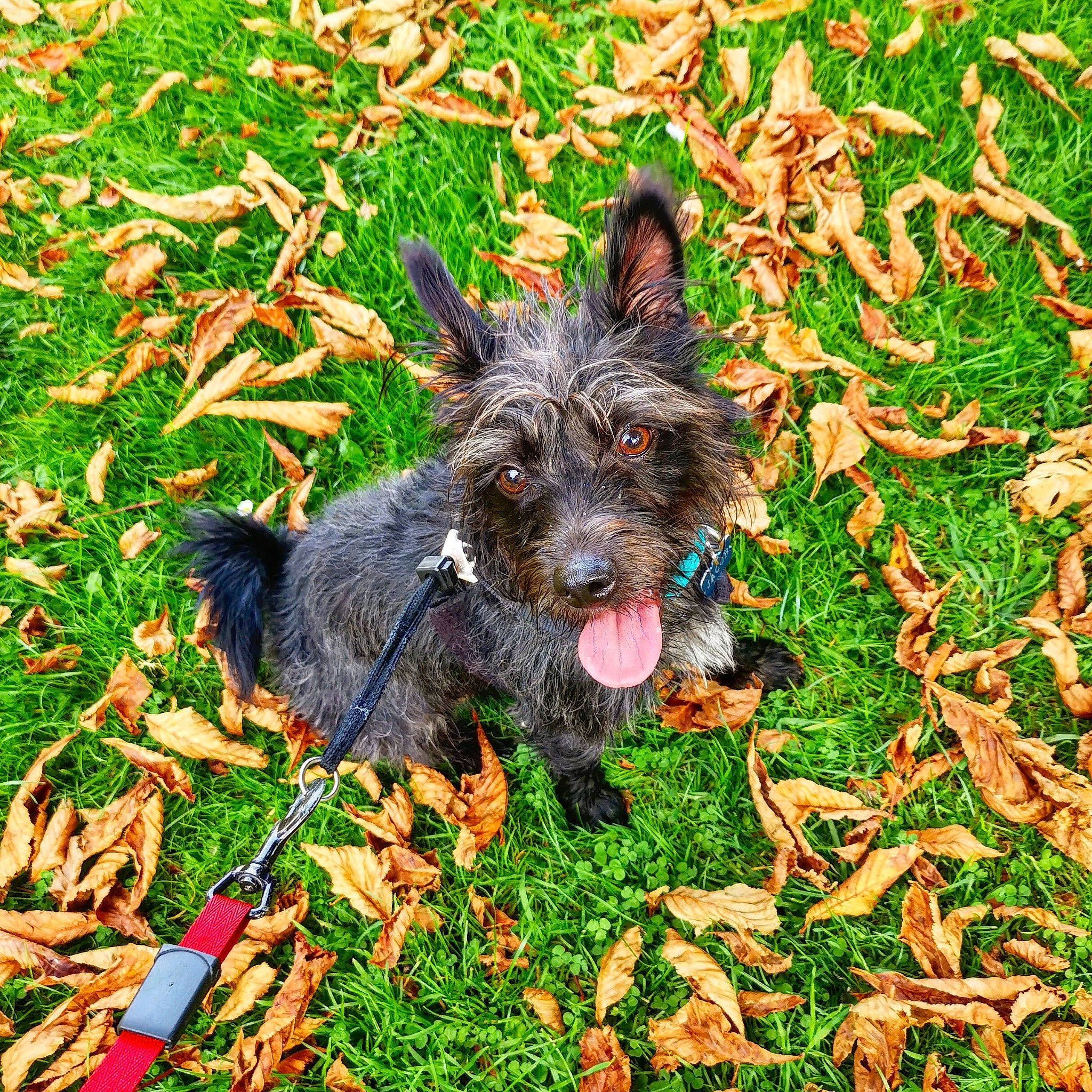 Jacob is registered to the contest to win money with this photo: cairn_terrier, canidae, carnivore, dog, dog_breed, grass, mammal, plant, puppy, rare_breed_dog, schnoodle, small_terrier, sporting_group, terrier, vertebrate