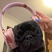 Bear joined the competition — help win amazing prizes! dog, pug, headphones, pink, hand, nail_polish, indoor, close_up, pet, animal, fur, face, ear, technology, music, cozy, lighting, wall, furniture, human_hand
