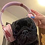 dog, pug, headphones, pink, hand, nail_polish, indoor, close_up, pet, animal, fur, face, ear, technology, music, cozy, lighting, wall, furniture, human_hand