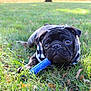 Bear is registered to the contest to win money with this photo: dog, pug, puppy, grass, outdoor, toy, blue_toy, bandana, black_dog, pet, animal, playing, chewing, sunlight, nature, leaf, fall, closeup, cute, young_dog