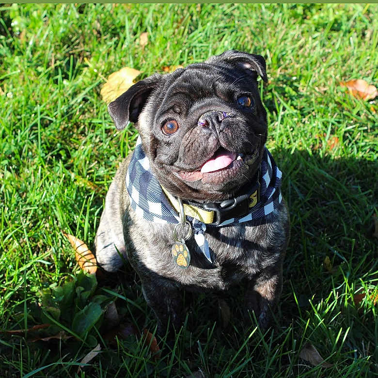 Bear is registered to the contest to win money with this photo: animal, bandana, black_dog, canine, collar, cute, dog, friendly, grass, happy, leaf, nature, outdoor, pet, playful, pug, smiling, summer, sunlight, tongue_out