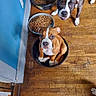 animal, blue_wall, brown_dog, companions, curious, cute, dog, dog_food, domestic, food_bowl, indoor, kitchen, looking_up, pet, pet_food, playful, puppy, sitting, white_paws, wooden_floor