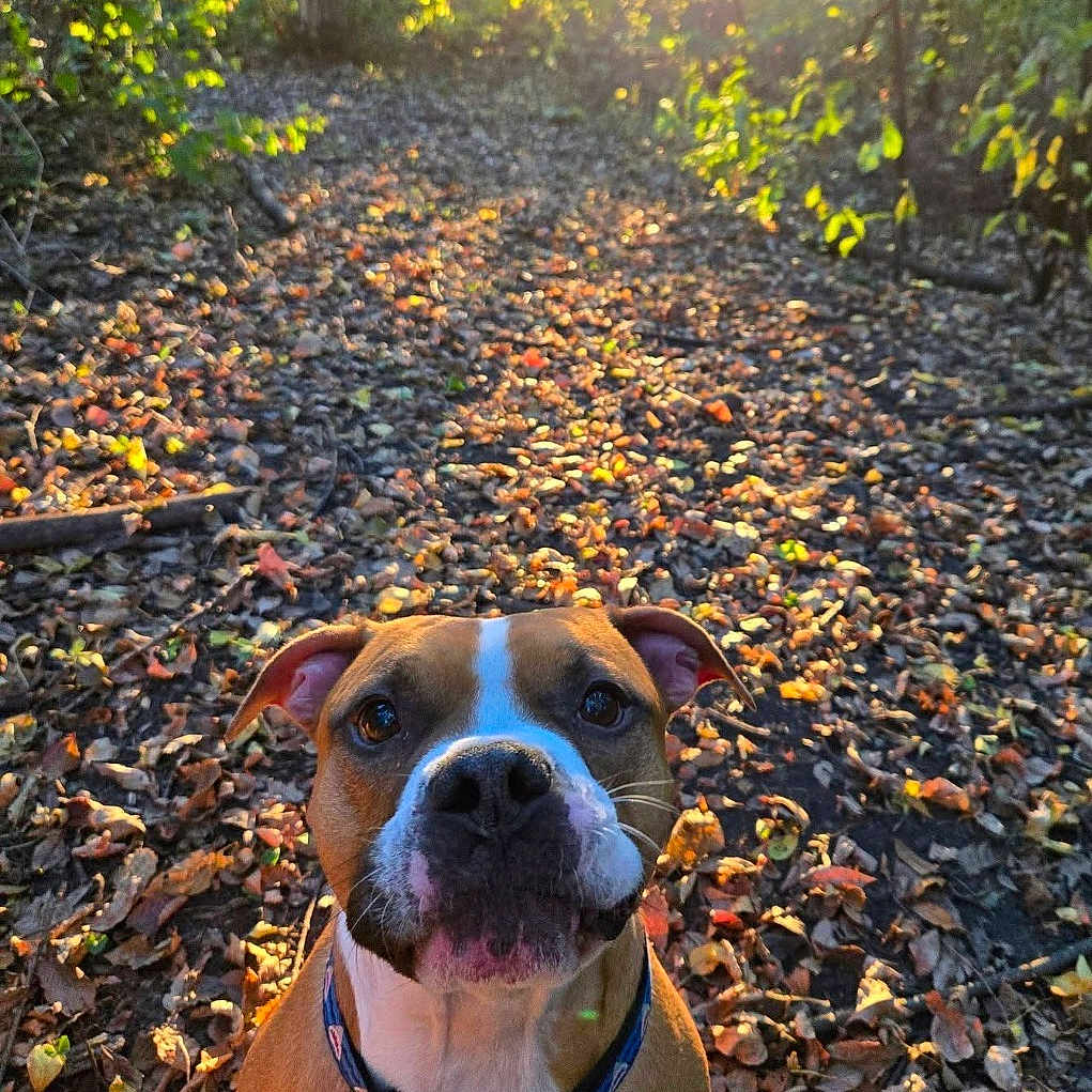 Dan The Man is registered to the contest to win money with this photo: dog, forest, autumn, leaves, sunlight, nature, outdoor, brown_dog, collar, tree, path, daylight, pet, canine, animal, fall, ground, sunshine, wildlife, park