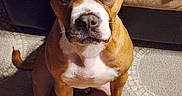 Dan The Man is registered to the contest to win money with this photo: dog, brown, white, pet, sitting, carpet, indoor, couch, animal, canine, paw, ears, face, fur, looking, domestic, companion, cute, portrait, attention