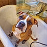 Dan The Man is registered to the contest to win money with this photo: dog, bathtub, bathroom, curious, brown_and_white, pet, paw_prints, shower_curtain, indoor, tile_wall, hose, looking_up, sitting, cleaning_time, domestic, canine, cute, waiting, animal, household
