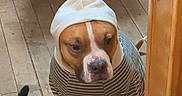 Dan The Man is registered to the contest to win money with this photo: animal, black_cat, brown_dog, casual, cat, companion, cute, dog, domestic, expression, floorboards, hoodie, household, indoor, pet, sitting, striped_clothing, tail, white_markings, wooden_floor