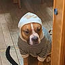 Dan The Man is registered to the contest to win money with this photo: dog, cat, hoodie, striped_clothing, wooden_floor, indoor, pet, animal, tail, brown_dog, white_markings, black_cat, floorboards, casual, sitting, cute, expression, companion, household, domestic