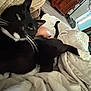 Moe joined the competition — help win amazing prizes! cat, black_cat, blanket, furniture, indoor, living_room, human_arm, wooden_cabinet, floor, door, window, couch, relaxation, pet, whiskers, tail, comfort, home, cozy, blur
