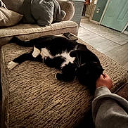 Moe is registered to the contest to win money with this photo: cat, black_and_white_cat, pet, indoor, living_room, ottoman, couch, pillow, hand, person, phone, floor, door, window, furniture, scratching, relaxed, cozy, home, carpet