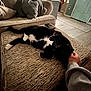 cat, black_and_white_cat, pet, indoor, living_room, ottoman, couch, pillow, hand, person, phone, floor, door, window, furniture, scratching, relaxed, cozy, home, carpet