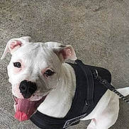 Bella a rejoint le concours — aidez-le/la à gagner de superbes lots ! animal, canine, companion, concrete_floor, cute, dog, domestic_animal, ears, friendly, happy, harness, leash, looking_up, outdoor, paw, pet, sitting, smiling, tongue_out, white_dog