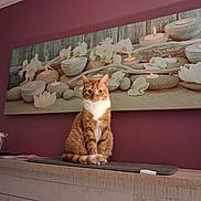 Lana participe au concours pour gagner de l'argent avec cette photo : cat, indoor, ginger_cat, white_markings, wooden_surface, purple_wall, wall_art, candles, flowers, decor, pet, animal, feline, sitting, curious, cozy, household, portrait, calm, relaxed