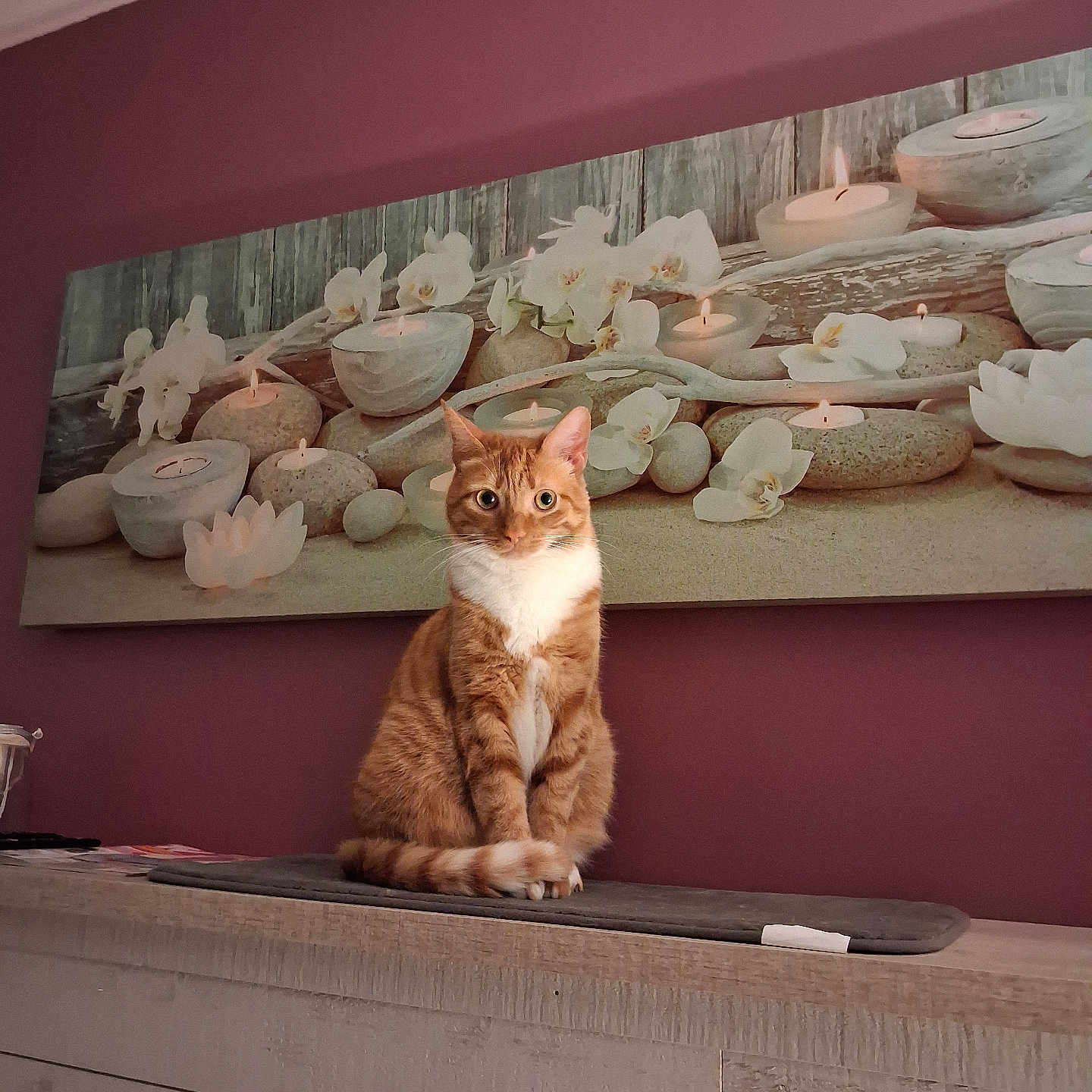 Lana participe au concours pour gagner de l'argent avec cette photo : animal, calm, candles, cat, cozy, curious, decor, feline, flowers, ginger_cat, household, indoor, pet, portrait, purple_wall, relaxed, sitting, wall_art, white_markings, wooden_surface