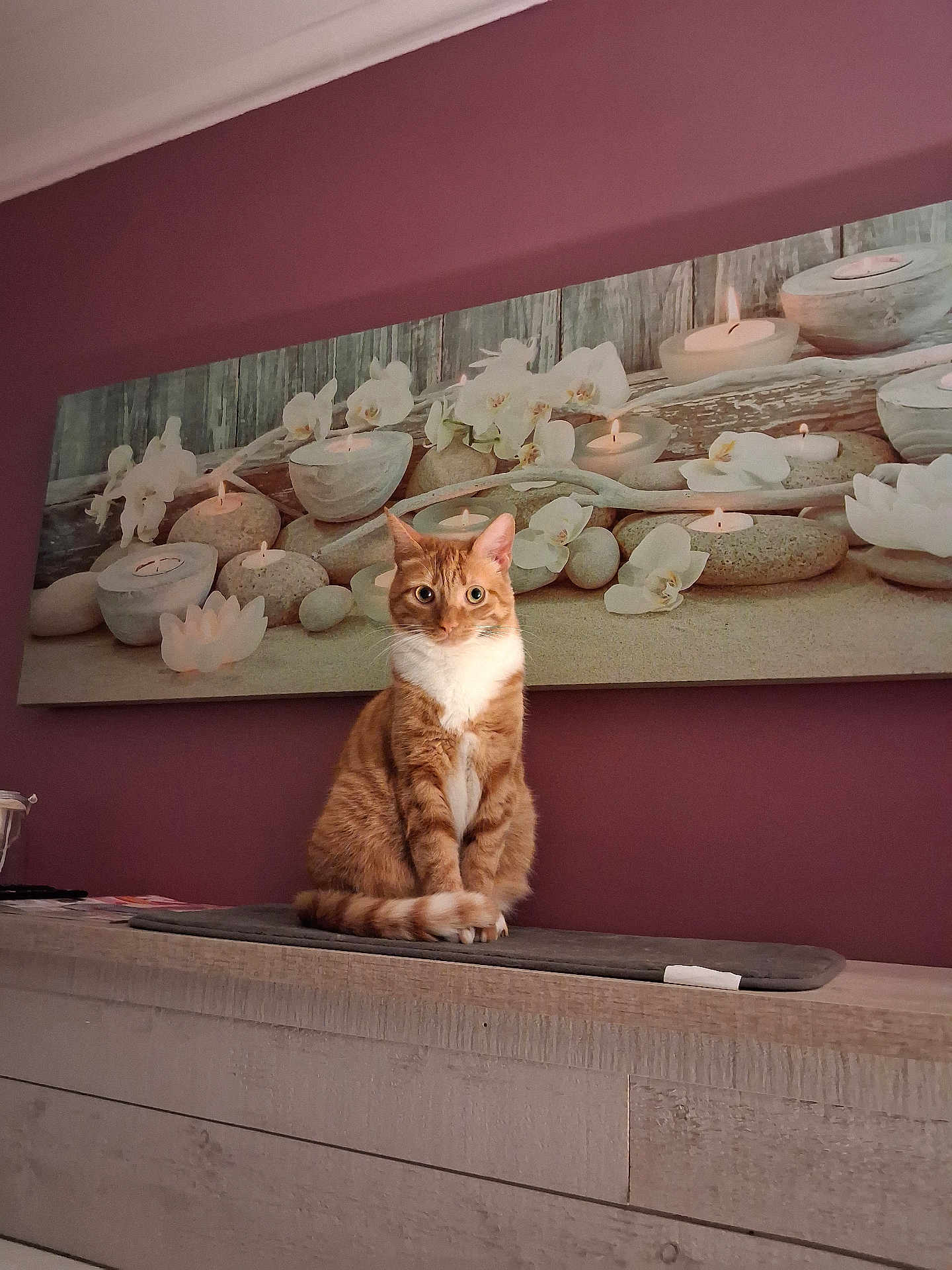 Lana participe au concours pour gagner de l'argent avec cette photo : cat, indoor, ginger_cat, white_markings, wooden_surface, purple_wall, wall_art, candles, flowers, decor, pet, animal, feline, sitting, curious, cozy, household, portrait, calm, relaxed