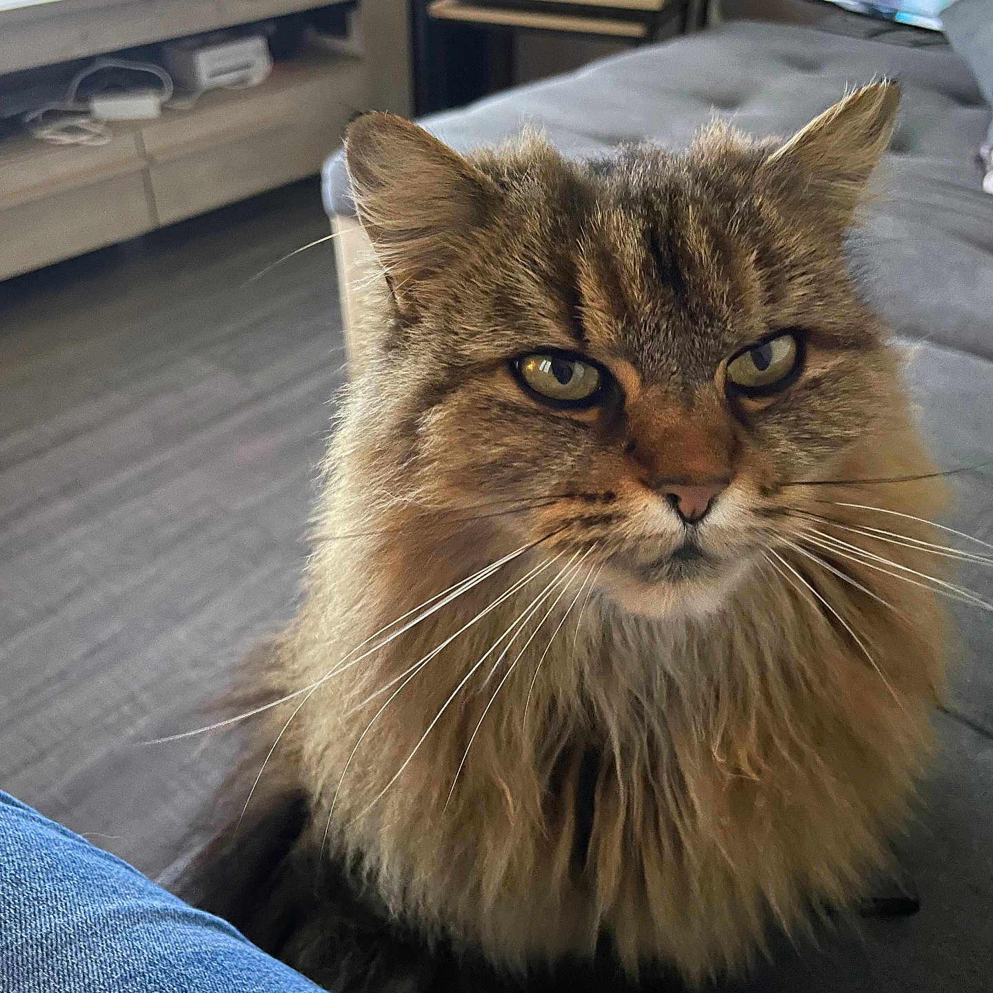 Nala