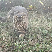 Nala a rejoint le concours — aidez-le/la à gagner de superbes lots ! cat, tabby, fluffy, grass, outdoor, animal, nature, greenery, bush, feline, mammal, pet, walking, whiskers, ears, tail, ground, daylight, focus, stalking
