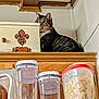 Artimus is registered to the contest to win money with this photo: animal, appliance, cabinet, cat, cereal, container, curiosity, curious, decorative_box, domestic, feline, food_storage, high_place, household, indoor, kitchen, peeking, pet, tabby_cat, wood