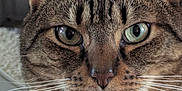 Artimus is registered to the contest to win money with this photo: cat, tabby_cat, close_up, green_eyes, whiskers, collar, bell, pet, feline, animal, domestic_cat, fur, face, ears, nose, indoor, portrait, curious, looking, mammal