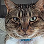 cat, tabby_cat, close_up, green_eyes, whiskers, collar, bell, pet, feline, animal, domestic_cat, fur, face, ears, nose, indoor, portrait, curious, looking, mammal