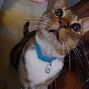 Artimus is registered to the contest to win money with this photo: cat, pet, indoor, collar, curious, whiskers, feline, closeup, tabby, white_paws, domestic_animal, animal, cute, looking_up, fur, ears, collar_bell, floor, carpet, wooden_furniture