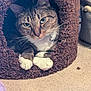 Artimus is registered to the contest to win money with this photo: cat, tabby, green_eyes, paws, carpet, cat_cave, indoor, pet, feline, whiskers, collar, bell, curious, cozy, animal, cute, resting, household, fur, closeup