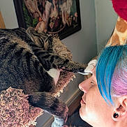 Artimus is registered to the contest to win money with this photo: blue_hair, cat, cat_perch, close_up, colorful_hair, cozy, ear_gauge, face, furniture, indoor, interaction, paw, person, pet, pink_hair, portrait, relaxation, sleeping, tabby_cat, touch