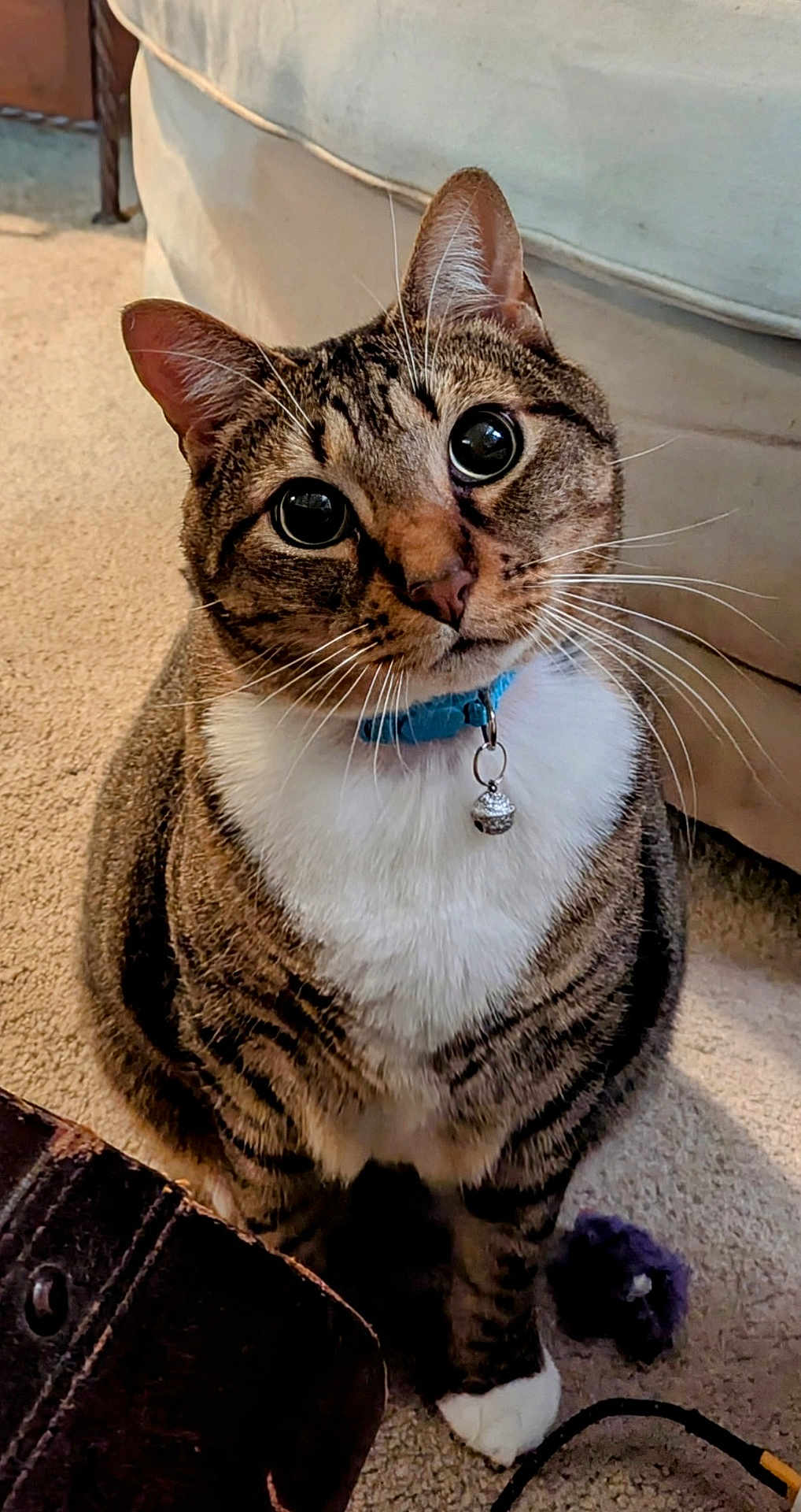 Artimus is registered to the contest to win money with this photo: cat, tabby, pet, animal, indoor, collar, bell, carpet, curious, whiskers, feline, cute, domestic, mammal, fur, ears, paws, home, companion, playful