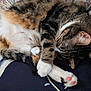 Kitt is registered to the contest to win money with this photo: animal, blanket, cat, close_up, cozy, curled_up, cute, feline, fur, indoor, paws, pet, pillow, pink_paw_pads, relaxation, resting, sleeping, soft, tabby, whiskers
