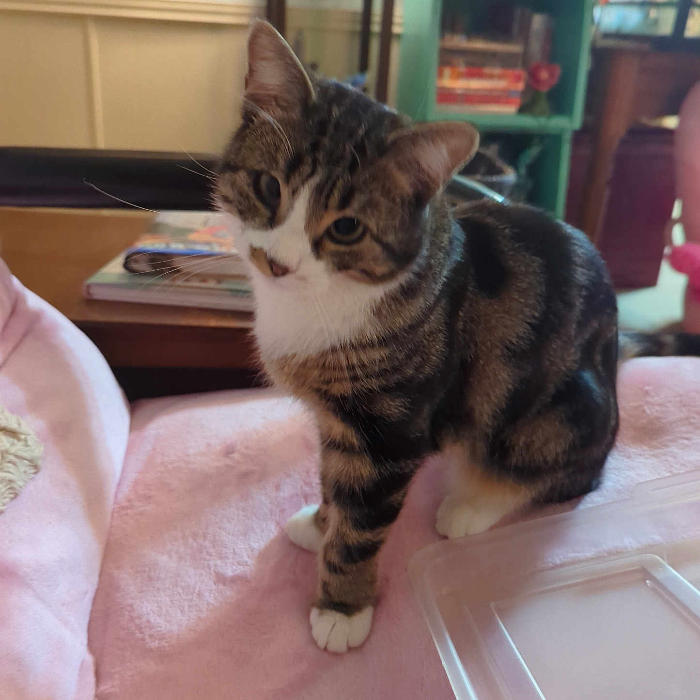 Kitt is registered to the contest to win money with this photo: abyssinian, animal, architecture, bookcase, building, cat, couch, face, furniture, hardwood, head, indoors, livingroom, manx, person, pet, plywood, room, shelf, wood