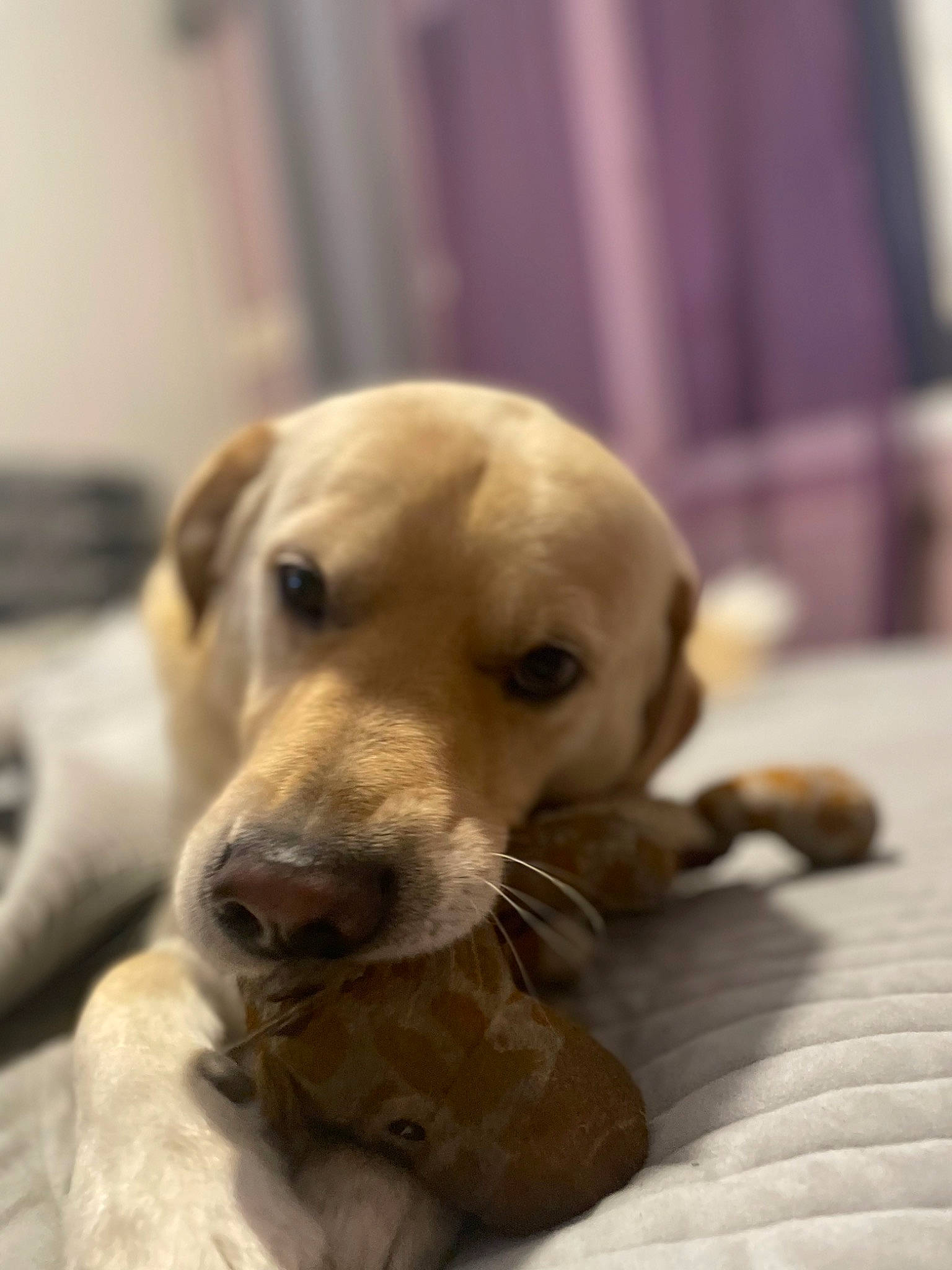 Pepsi participe au concours pour gagner de l'argent avec cette photo : carnivore, comfort, companion_dog, dog, dog_breed, fawn, flooring, fur, guard_dog, hardwood, labrador_retriever, paw, retriever, snout, sporting_group, terrestrial_animal, whiskers, wood, working_animal