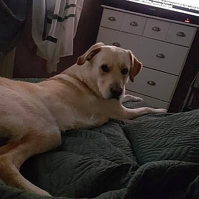 Pepsi participe au concours pour gagner de l'argent avec cette photo : cabinetry, carnivore, chest, chest_of_drawers, comfort, companion_dog, dog, dog_breed, drawer, dresser, fawn, flooring, gun_dog, hardwood, pet_supply, snout, sporting_group, whiskers, wood, working_animal