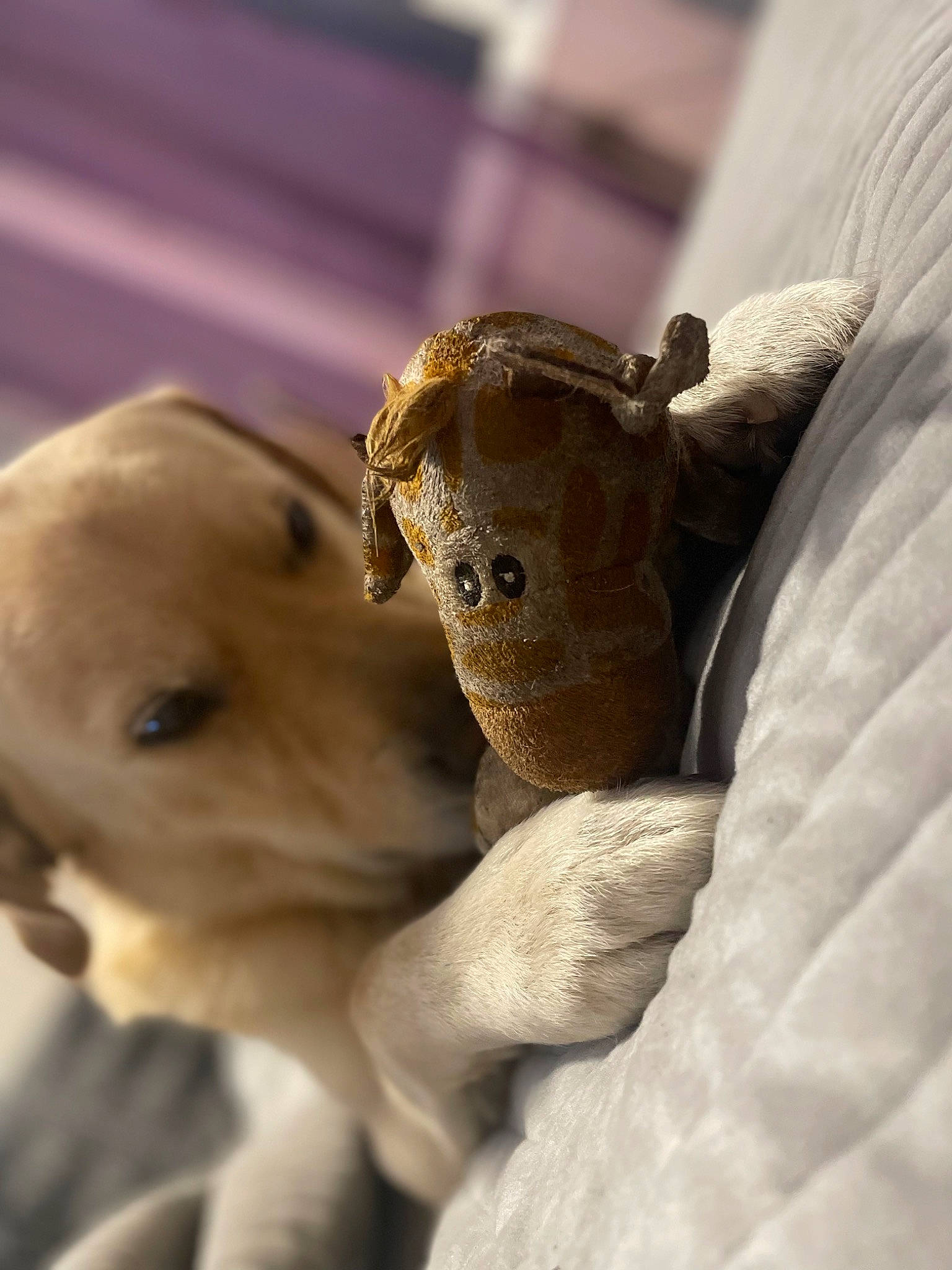 Pepsi a rejoint le concours — aidez-le/la à gagner de superbes lots ! art, canidae, carnivore, child, companion_dog, dog, dog_breed, eye, fawn, fur, gesture, nose, sculpture, snout, sporting_group, stuffed_toy, toy, wood, working_animal, wrinkle