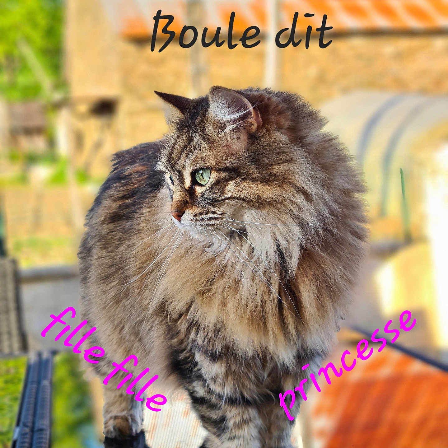 Boule