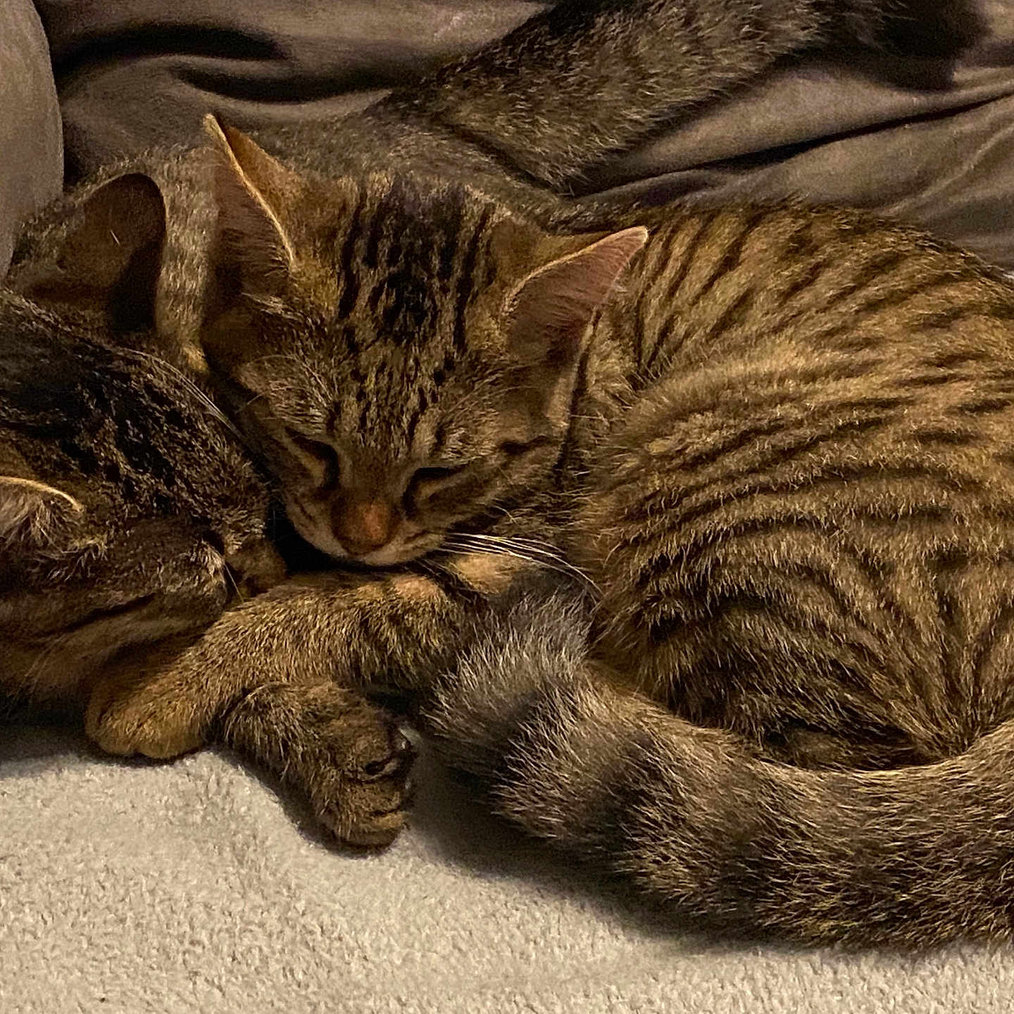 Ava a rejoint le concours — aidez-le/la à gagner de superbes lots ! abyssinian, animal, blanket, cat, chair, couch, egyptiancat, furniture, hardwood, kitten, manx, person, pet, sleeping, wood