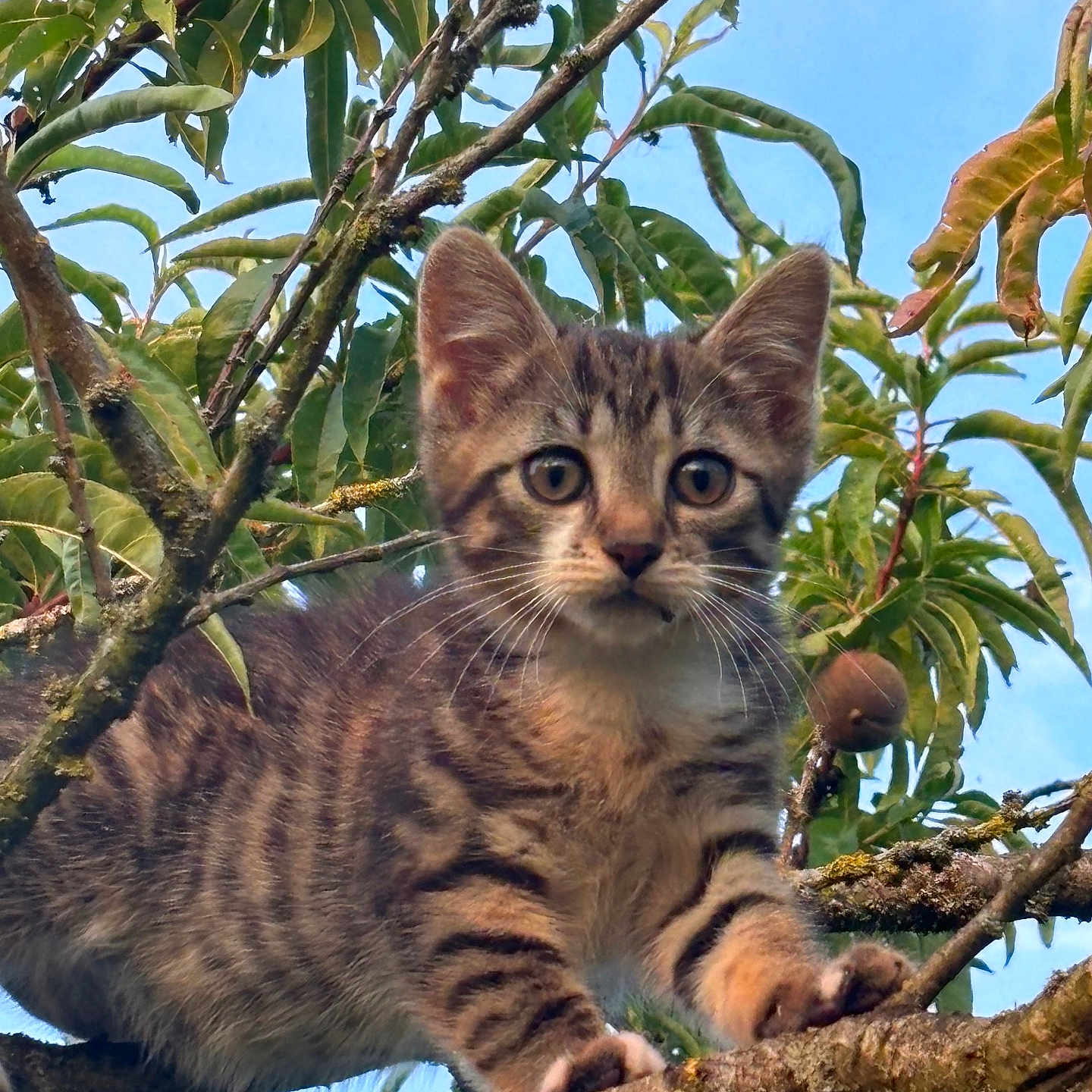 Tokyo participe au concours pour gagner de l'argent avec cette photo : abyssinian, animal, cat, food, fruit, jungle, kitten, leaf, manx, nature, ocelot, outdoors, pet, plant, produce, summer, tree, vegetation, willow, wood