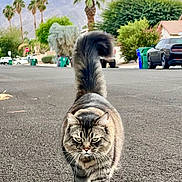 Joey joined the competition — help win amazing prizes! cat, tabby, fluffy, street, suburban, mountains, palm_trees, walking, confident, animal, outdoor, nature, sidewalk, pet, fur, tail, road, neighborhood, daytime, mammal