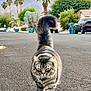 cat, tabby, fluffy, street, suburban, mountains, palm_trees, walking, confident, animal, outdoor, nature, sidewalk, pet, fur, tail, road, neighborhood, daytime, mammal