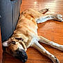 dog, sleeping, wooden_floor, indoor, pet, resting, collar, furniture, brown_fur, black_fur, relaxed, canine, flooring, domestic_animal, close_up, quiet, calm, animal, companion, house