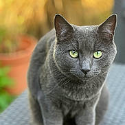 Zelda joined the competition — help win amazing prizes! cat, gray_cat, green_eyes, close_up, animal, pet, feline, outdoor, blurred_background, portrait, sitting, fur, whiskers, ears, nose, face, looking, cute, domestic_cat, nature
