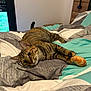 Nala a rejoint le concours — aidez-le/la à gagner de superbes lots ! abyssinian, animal, bed, bedroom, blanket, cat, couch, cushion, food, furniture, hardwood, homedecor, indoors, kitten, linen, manx, pet, quilt, room, wood
