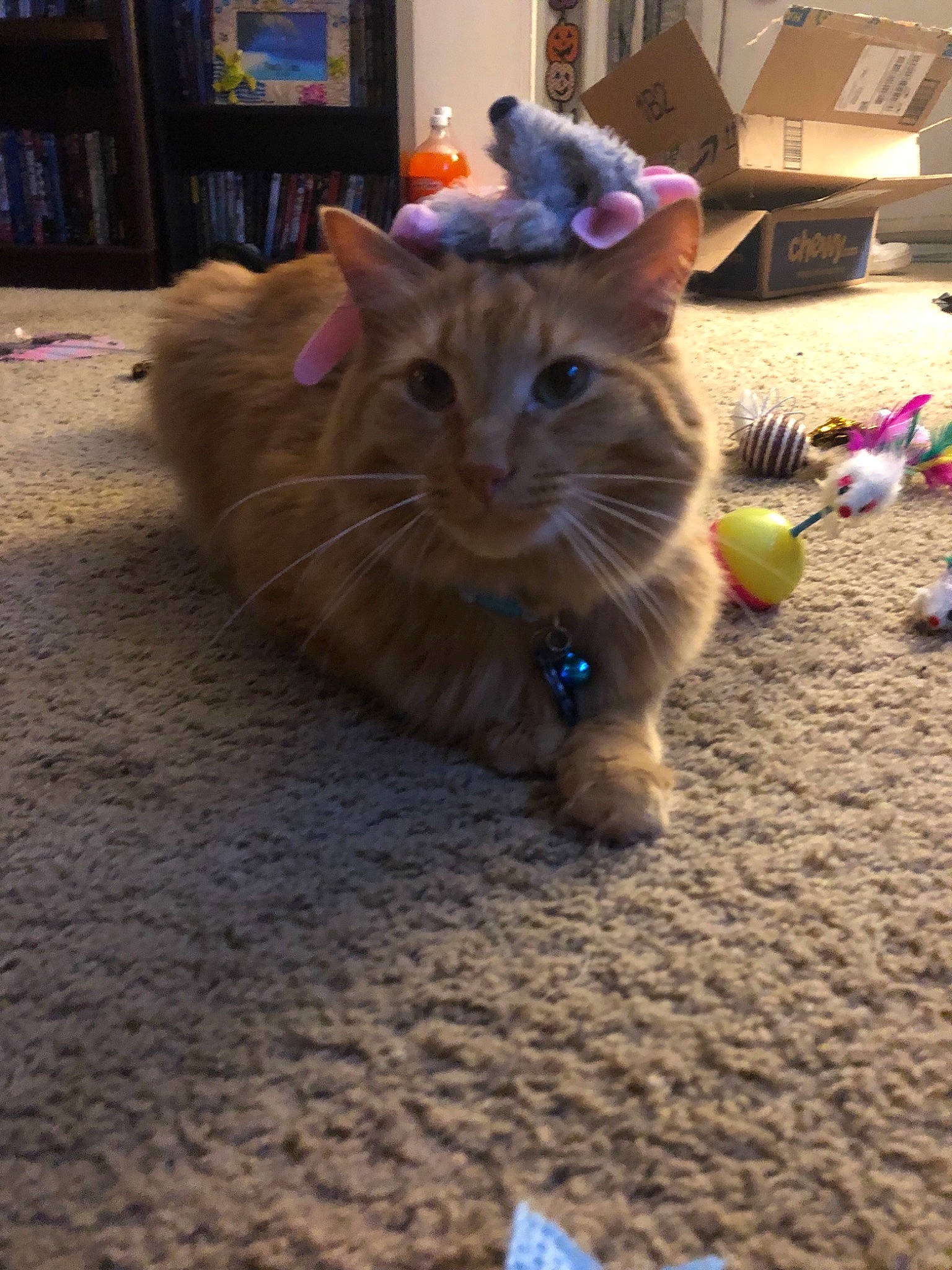 Hobbs joined the competition — help win amazing prizes! carnivore, cat, domestic_long_haired_cat, domestic_short_haired_cat, european_shorthair, fawn, felidae, fur, kitten, mammal, nebelung, paw, ragamuffin, small_to_medium_sized_cats, snout, tail, whiskers