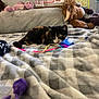 Cricket joined the competition — help win amazing prizes! kitten, calico, cat, toy, feather_toy, blanket, plush_toys, hello_kitty, poster, bed, indoor, cozy, patterned_blanket, playful, pet, animal, furniture, colorful, cute, curious