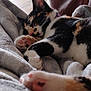 Cricket is registered to the contest to win money with this photo: cat, calico, sleeping, paw, pink_paw_pads, blanket, cozy, indoor, fur, pet, relaxation, soft, closeup, resting, comfort, animal, cute, feline, leisure, warm
